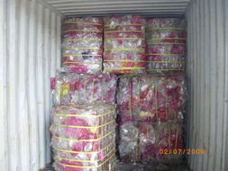 宠物再生技术与代理记账 创新科技与专业服务的融合