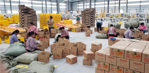 电商助力脐橙产业数字化升级 大额资金显成效